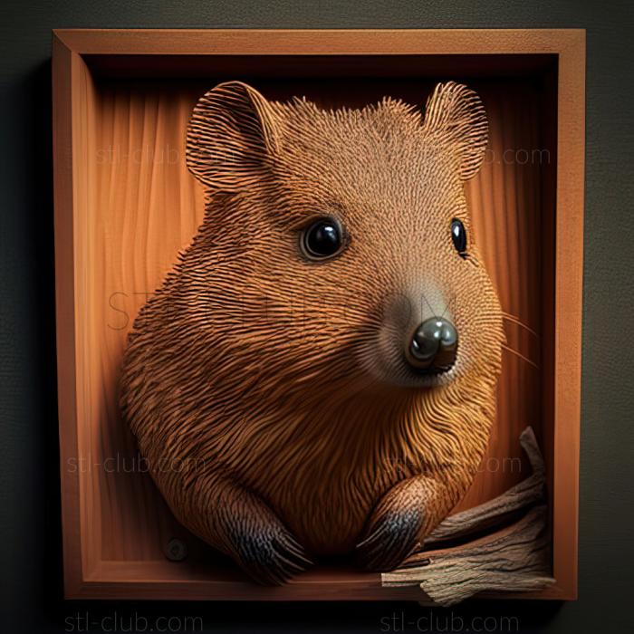 st Quokka